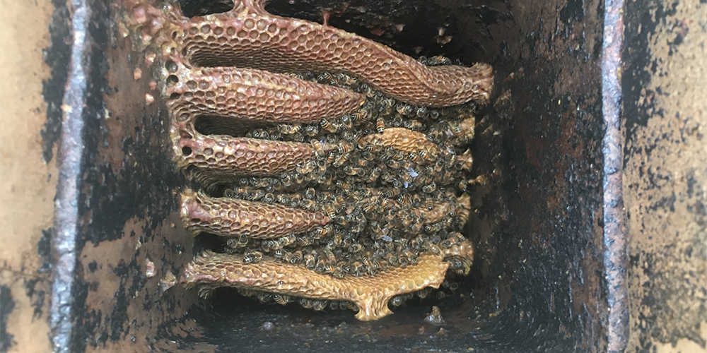 Your chimney is a good home for bees